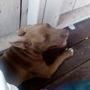 Meet your Posher, Olaf